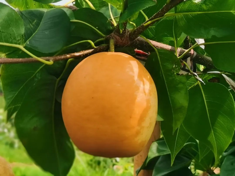 1752823840768819.png 图片1.png